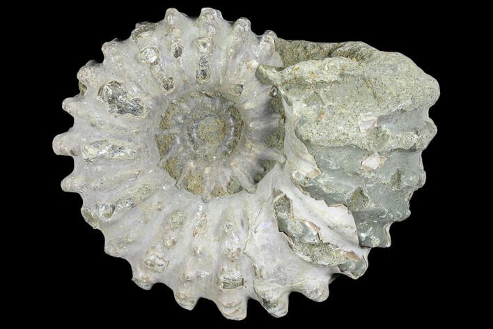 Bumpy Ammonite (Douvilleiceras) Fossil - Madagascar #103051